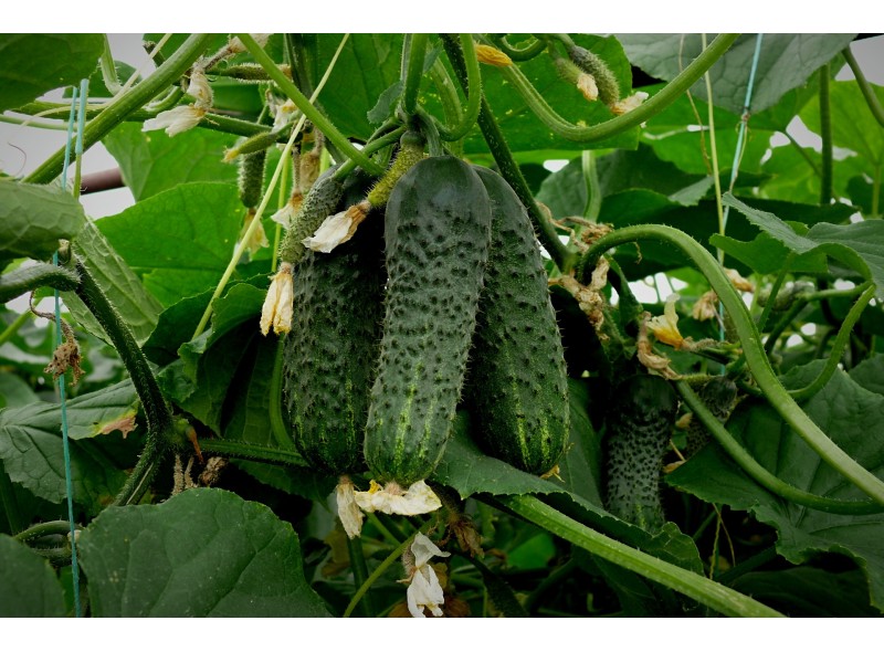 Семена огурца партенокарпического Убеда F1 (45 дня) (1000 с.) Lark Seeds